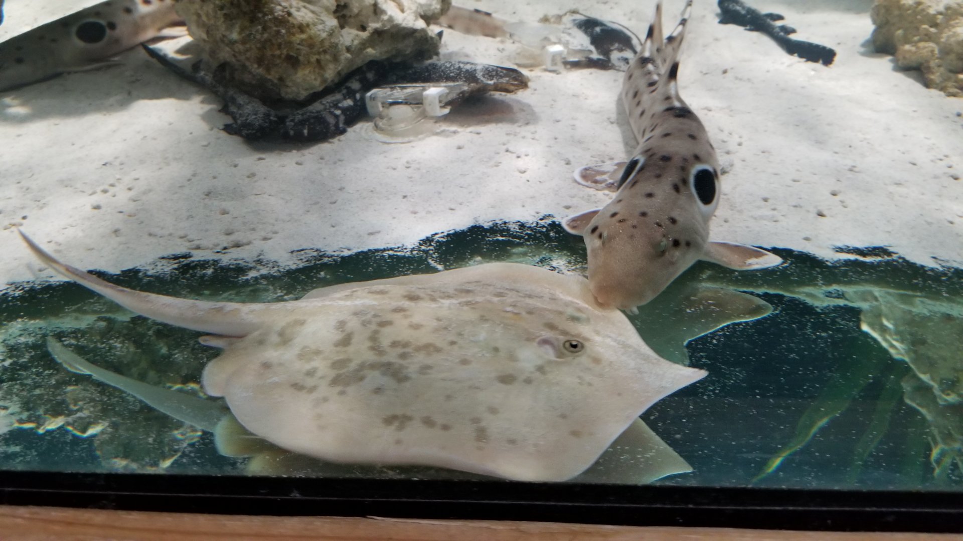 SeaQuest Woodbridge - Epaulette shark, ??