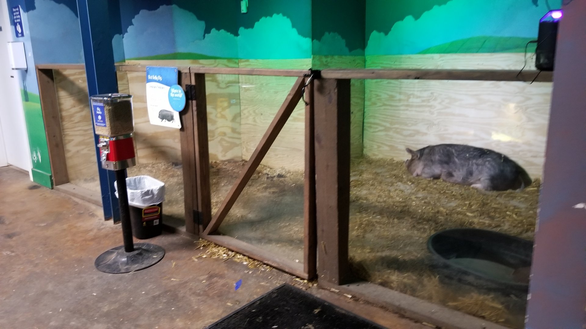 SeaQuest Woodbridge - Fifth room, pigs