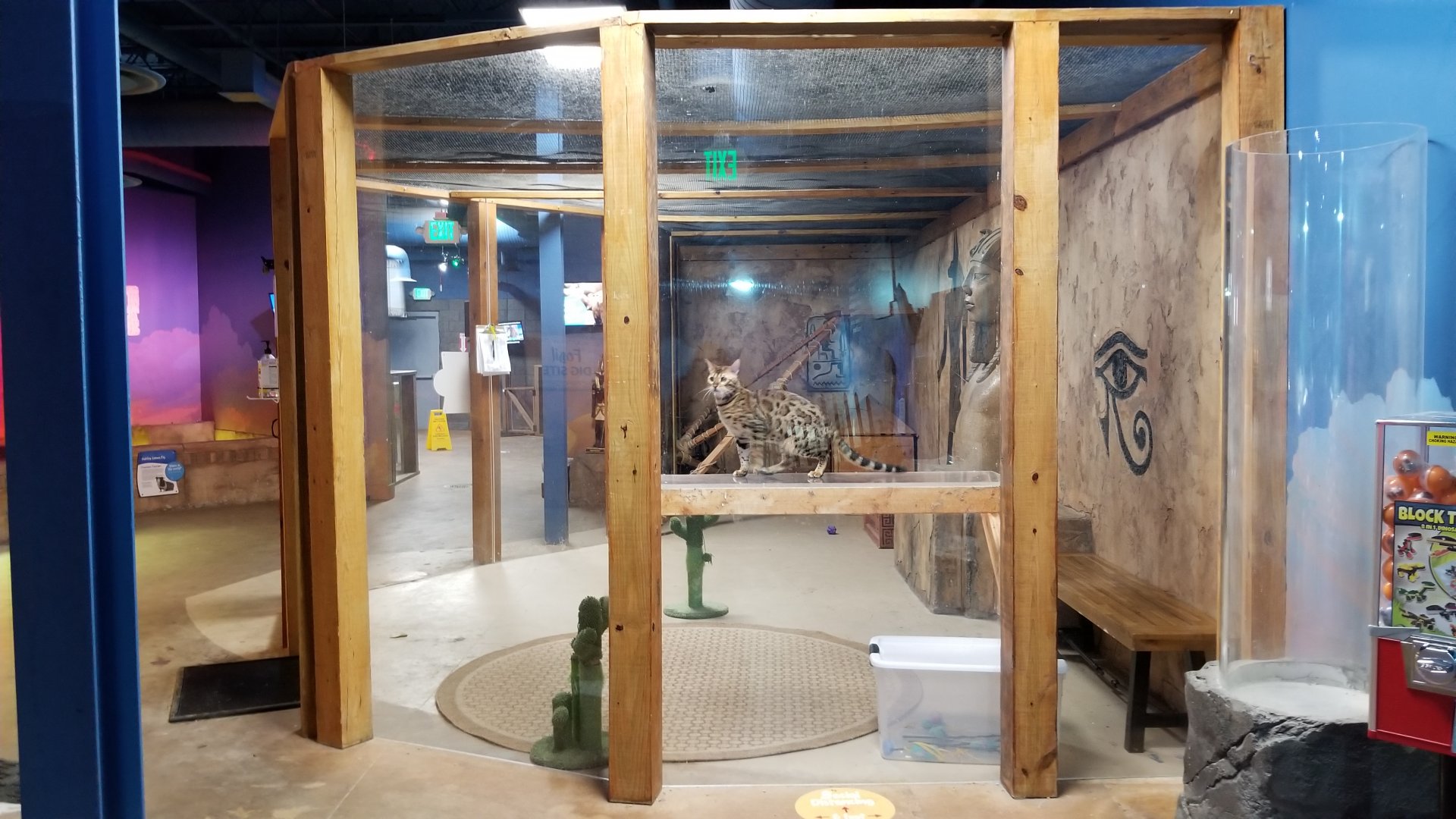 SeaQuest Woodbridge - Fourth room, Bengal cats (domestic)