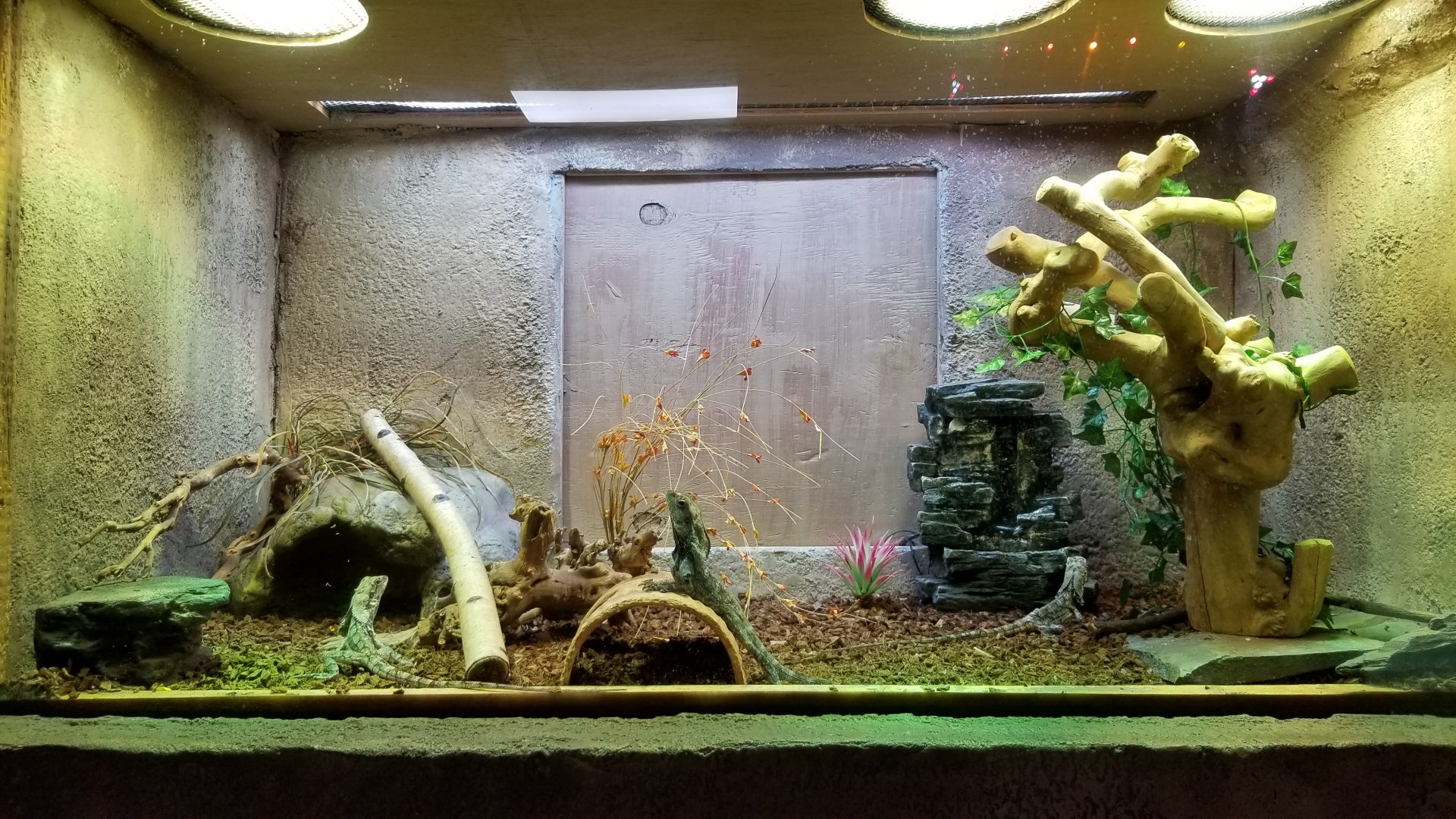 SeaQuest Woodbridge - Frilled dragon