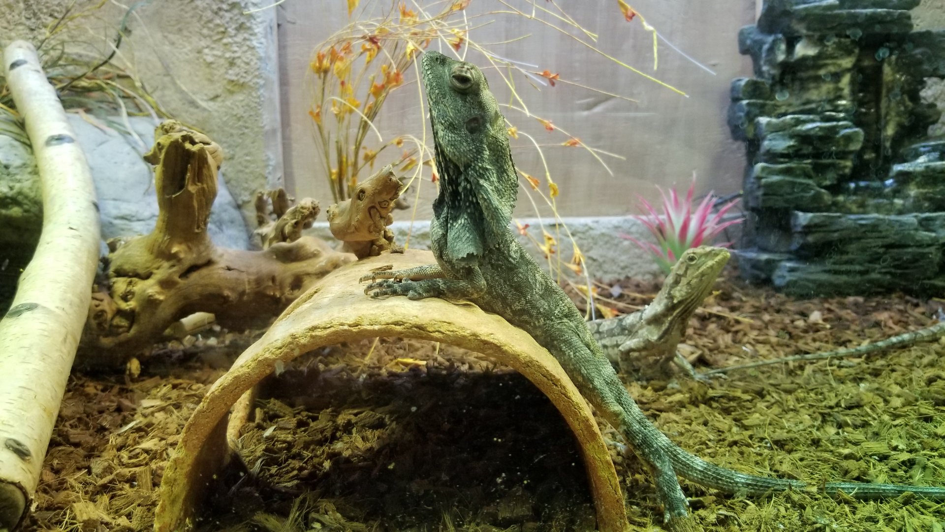 SeaQuest Woodbridge - Frilled dragon