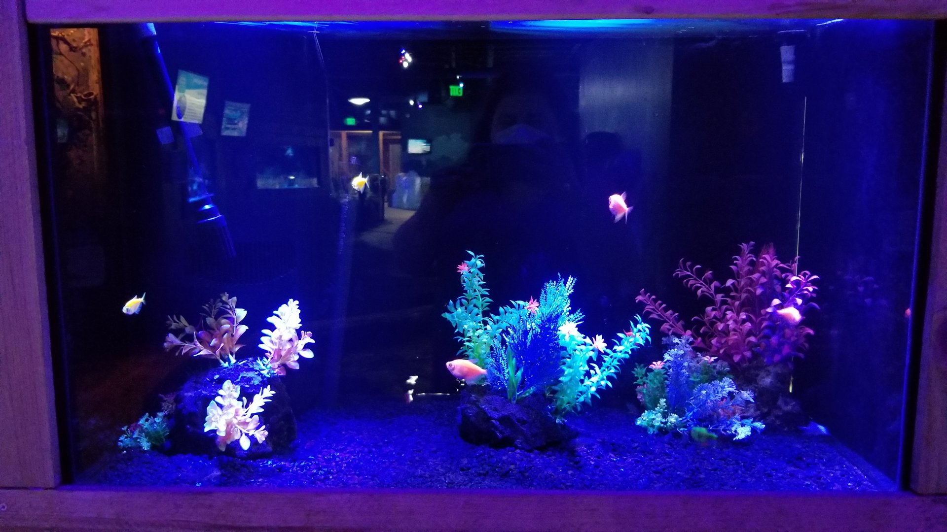 SeaQuest Woodbridge - Glofish