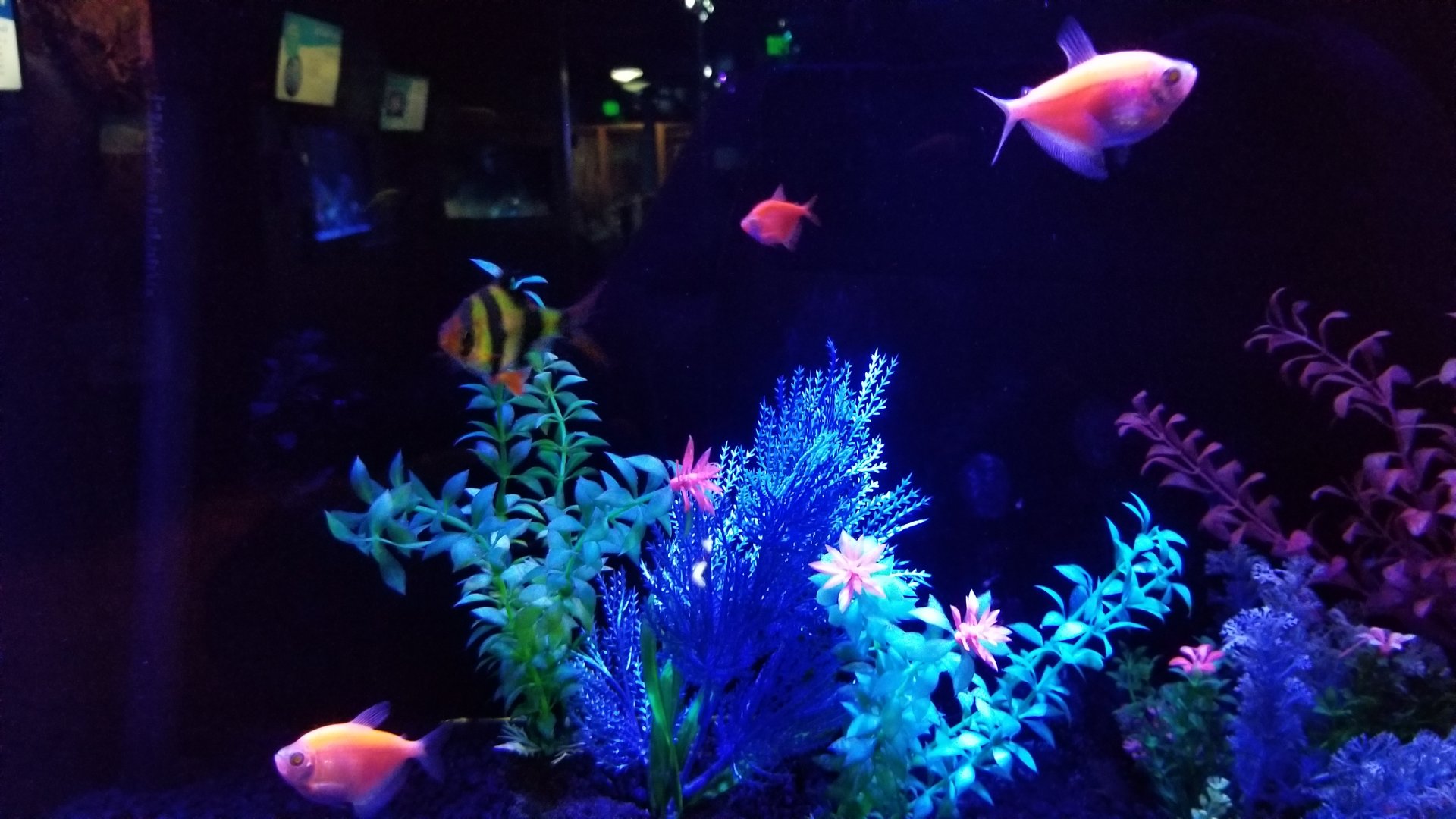 SeaQuest Woodbridge - Glofish