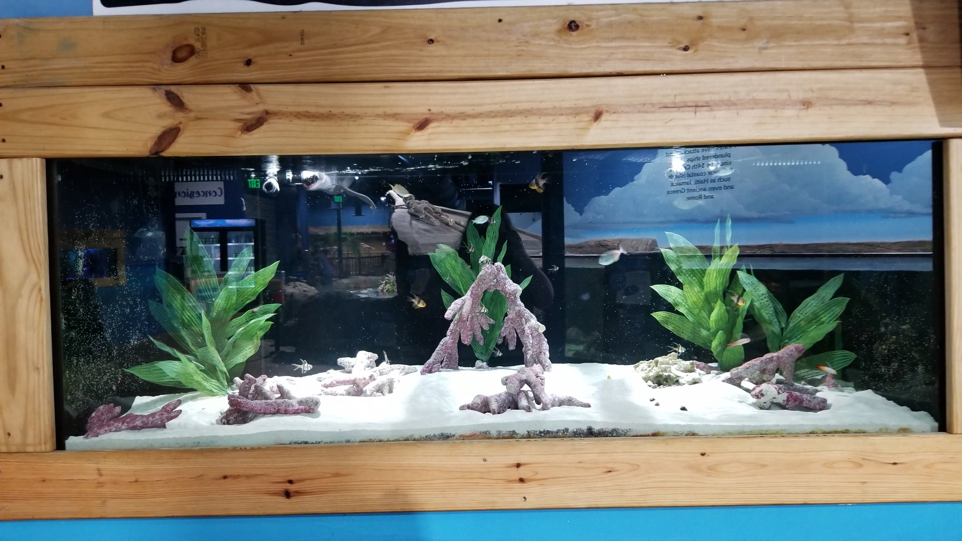 SeaQuest Woodbridge - Goby and pajamafish tank