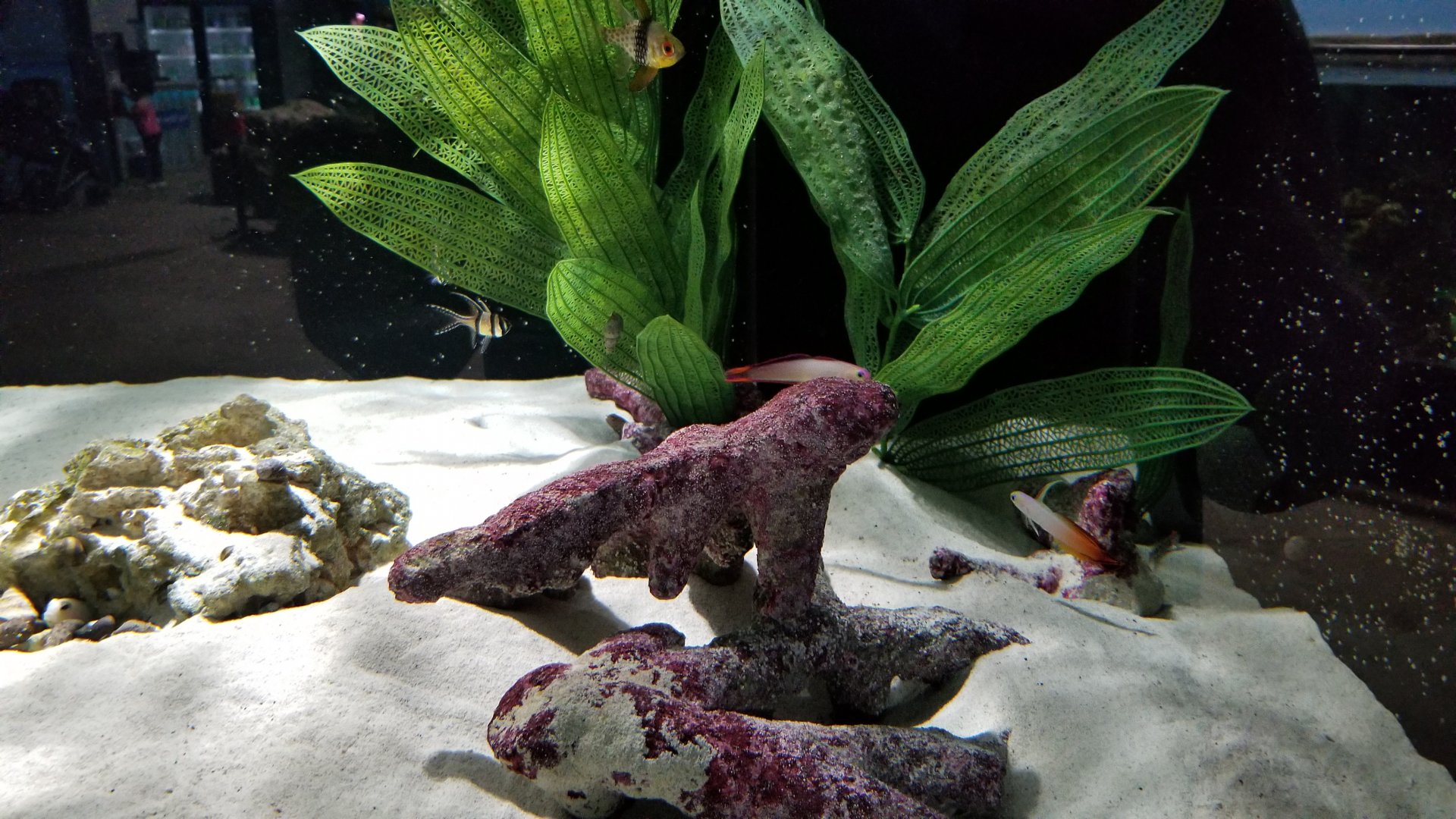 SeaQuest Woodbridge - Goby and pajamafish tank