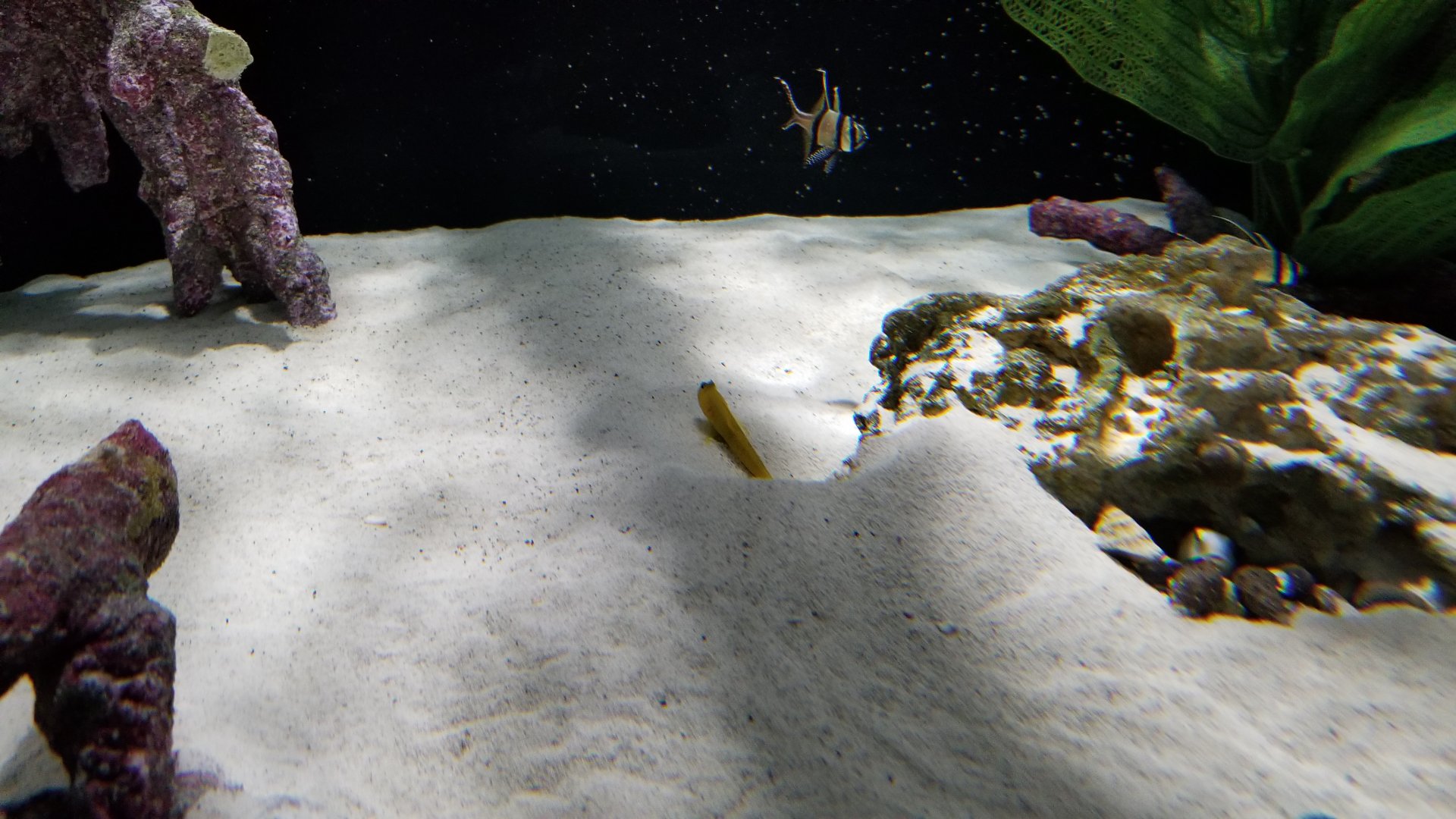 SeaQuest Woodbridge - Goby and pajamafish tank