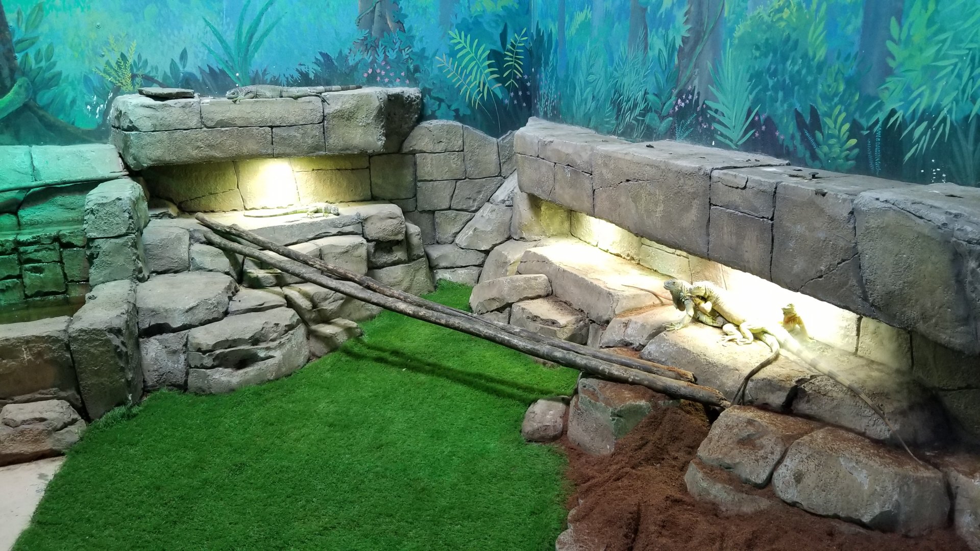 SeaQuest Woodbridge - Green iguanas (right of entrance)