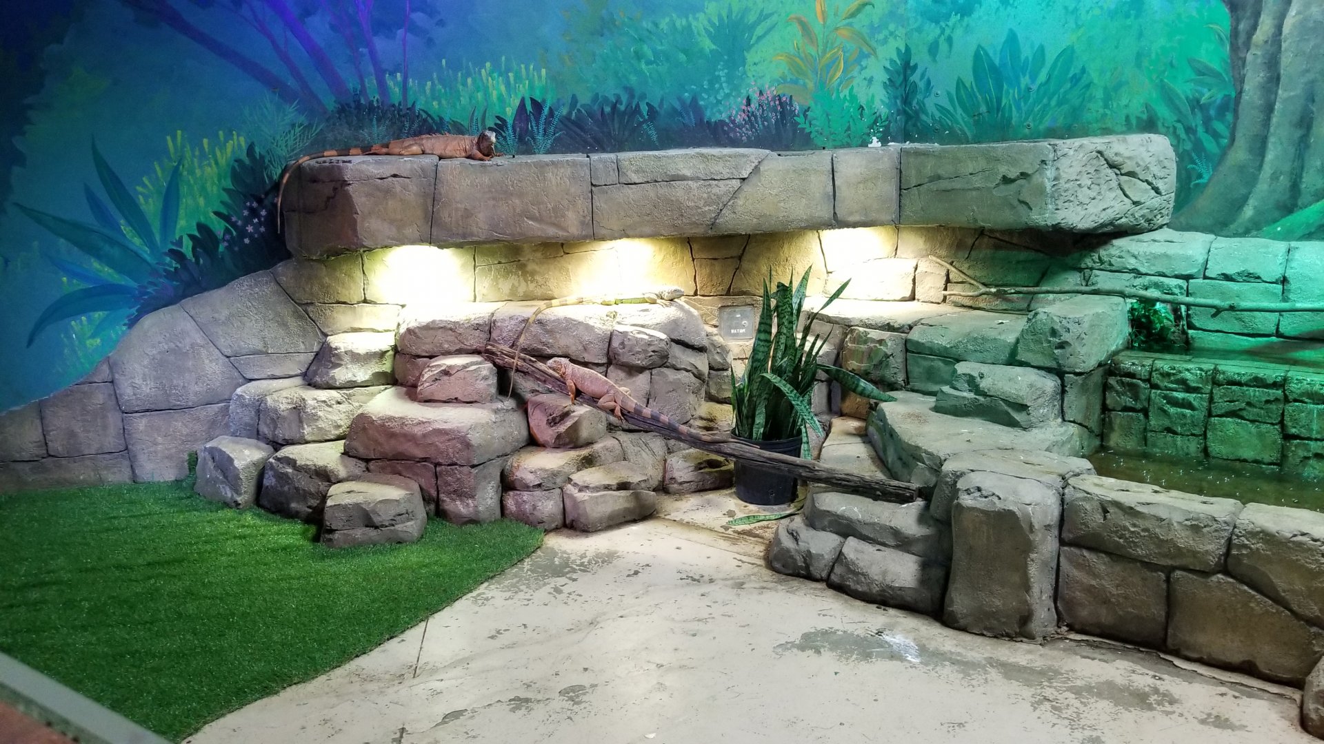 SeaQuest Woodbridge - Green iguanas