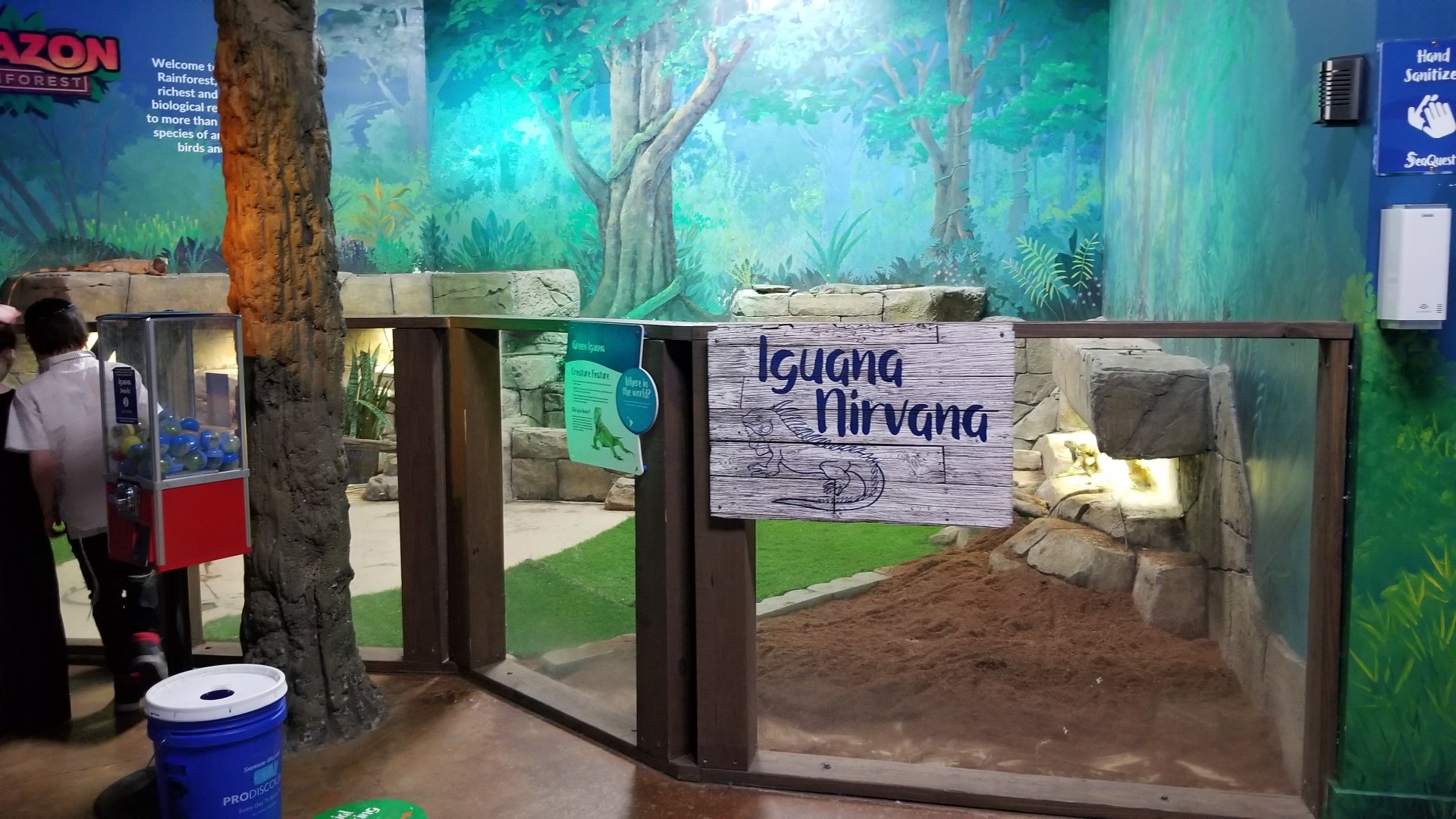 SeaQuest Woodbridge - Green iguanas