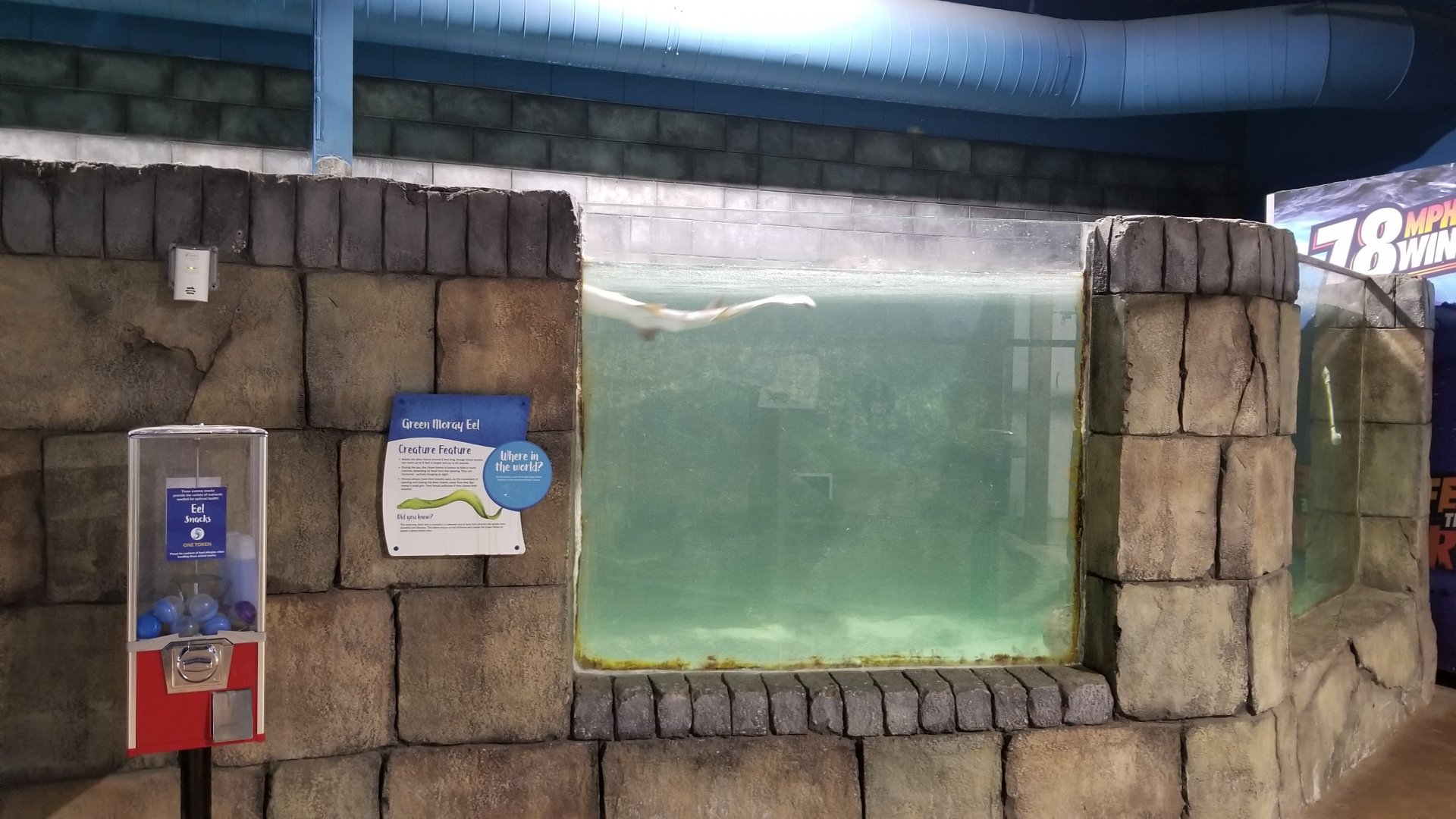 SeaQuest Woodbridge - Green moray, shark tank
