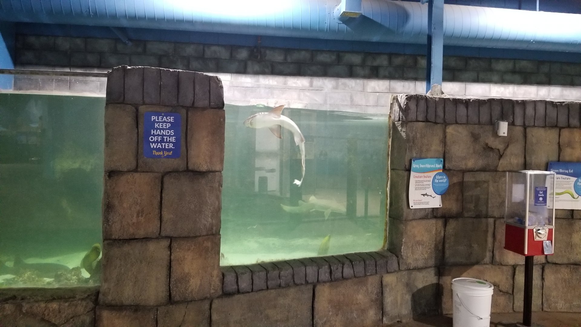 SeaQuest Woodbridge - Green moray, shark tank