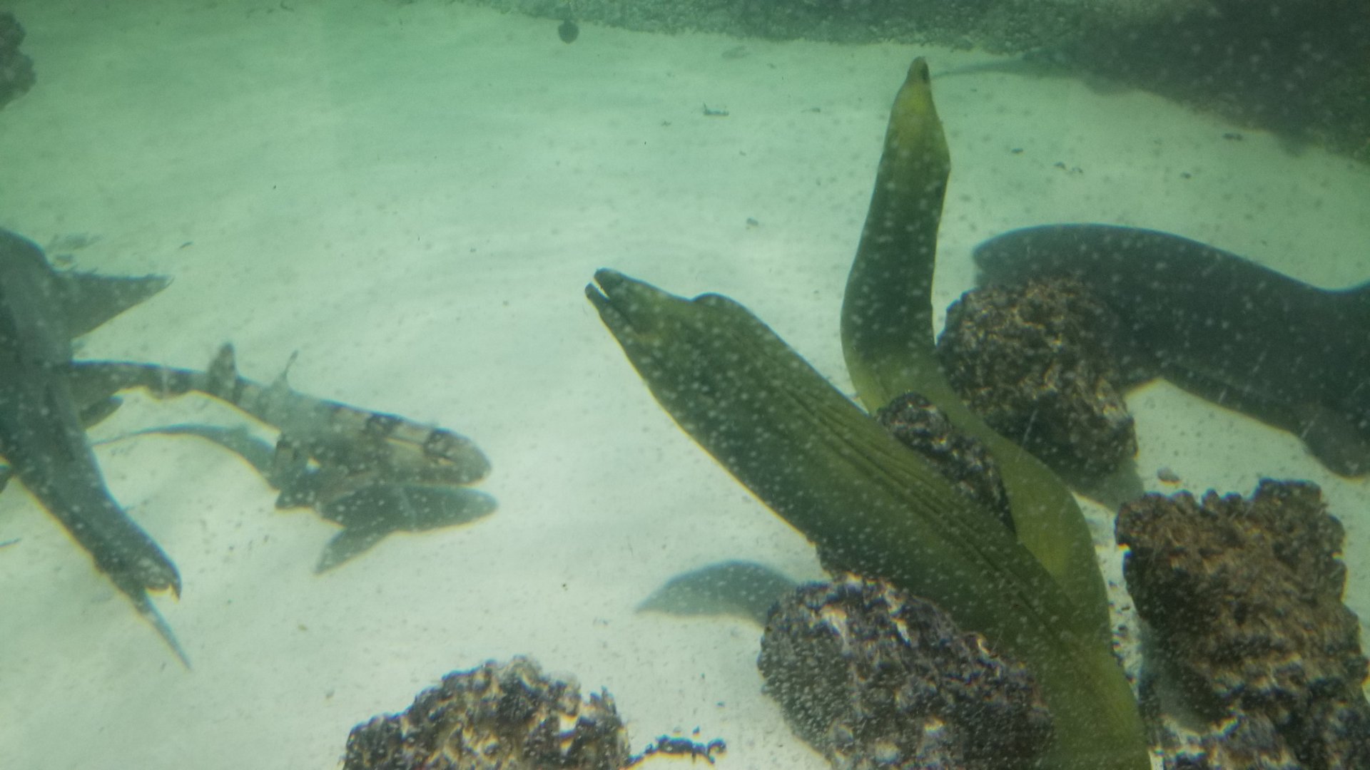 SeaQuest Woodbridge - Green morays, nurse shark, white-spotted bamboo shark