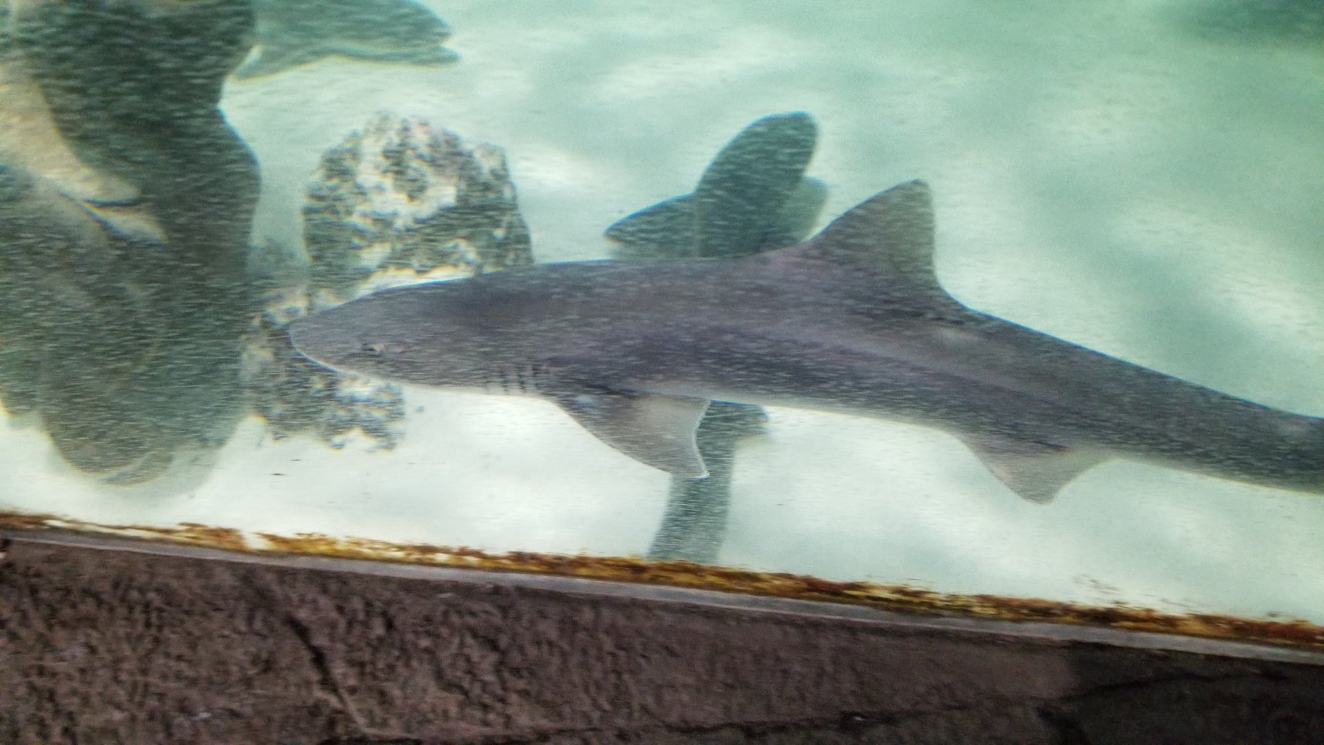 SeaQuest Woodbridge - Grey smoothound shark