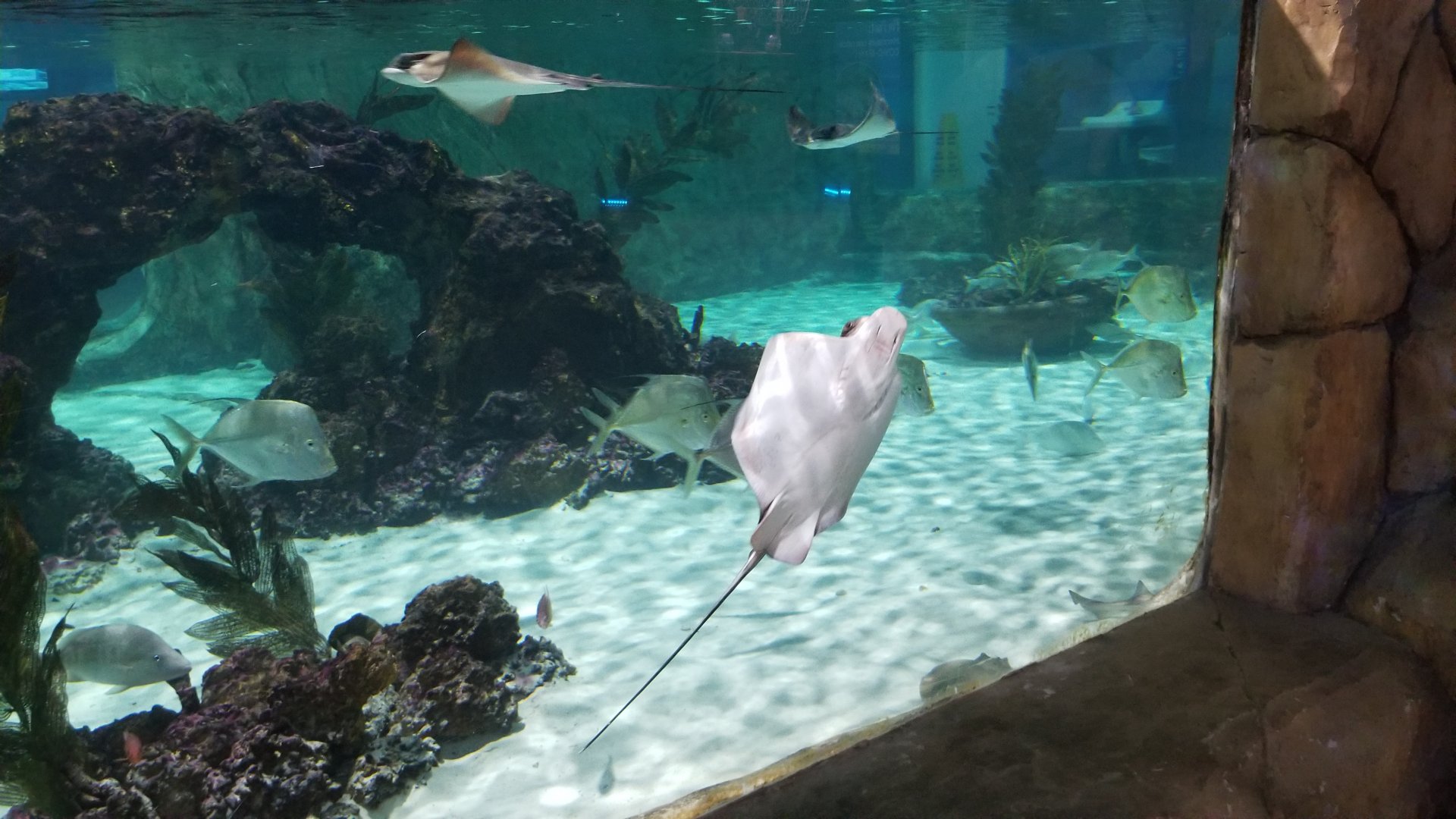 SeaQuest Woodbridge - Largest tank