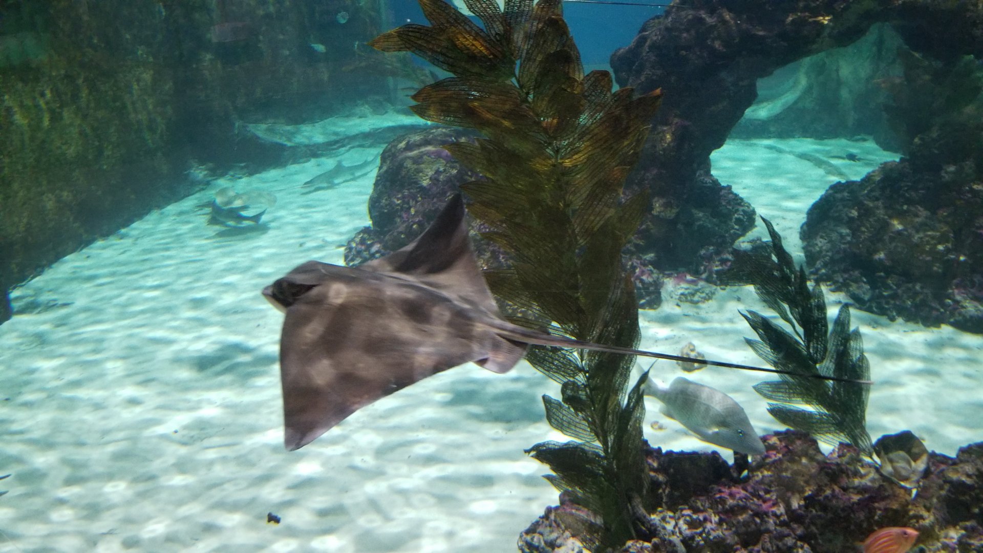 SeaQuest Woodbridge - Largest tank