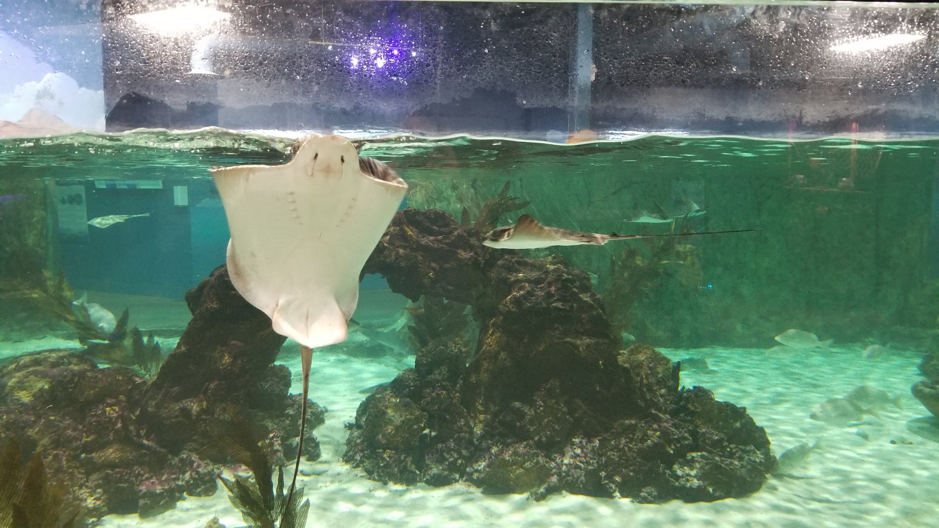 SeaQuest Woodbridge - Largest tank