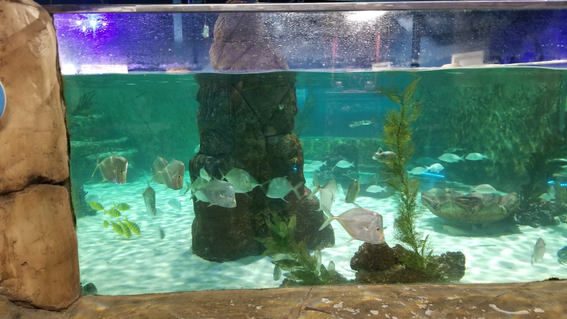 SeaQuest Woodbridge - Largest tank