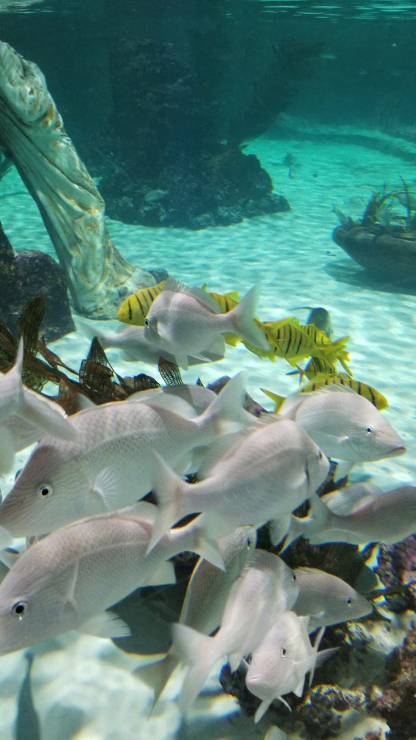 SeaQuest Woodbridge - Largest tank