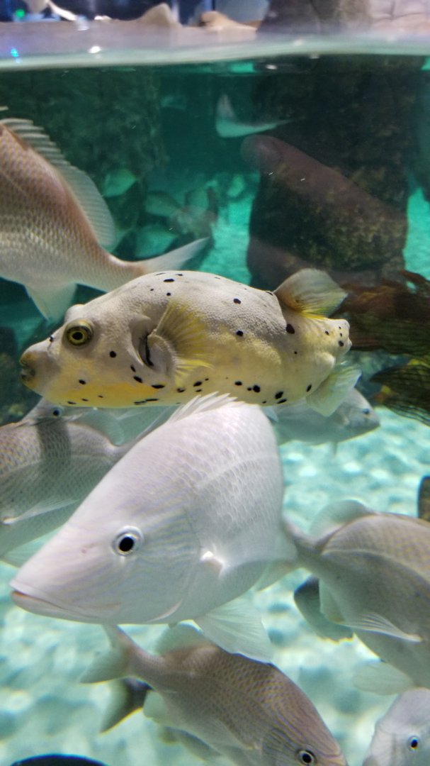 SeaQuest Woodbridge - Largest tank