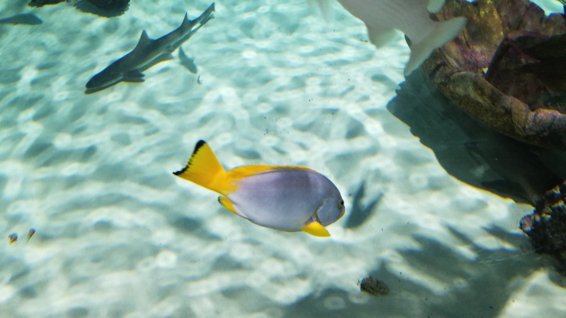 SeaQuest Woodbridge - Largest tank