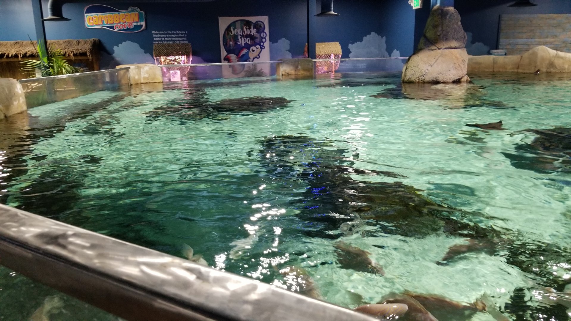 SeaQuest Woodbridge - Largest tank