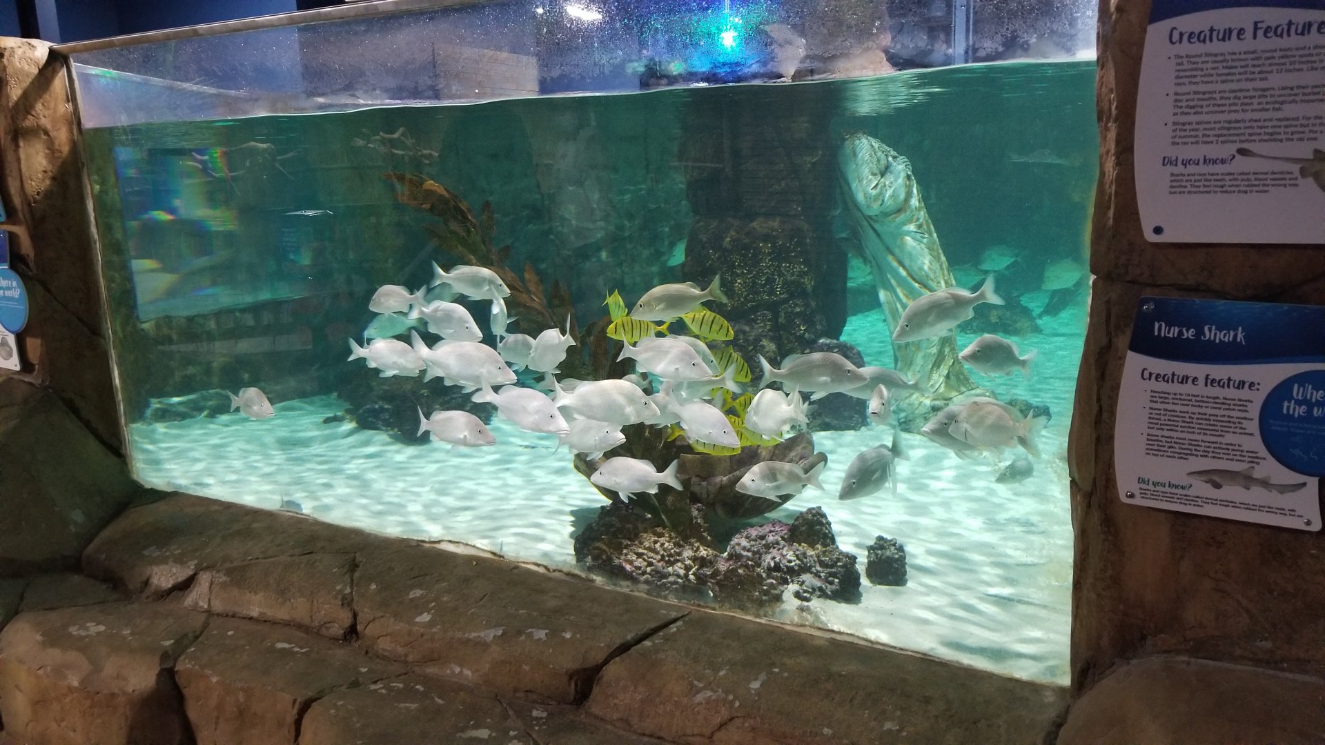 SeaQuest Woodbridge - Largest tank