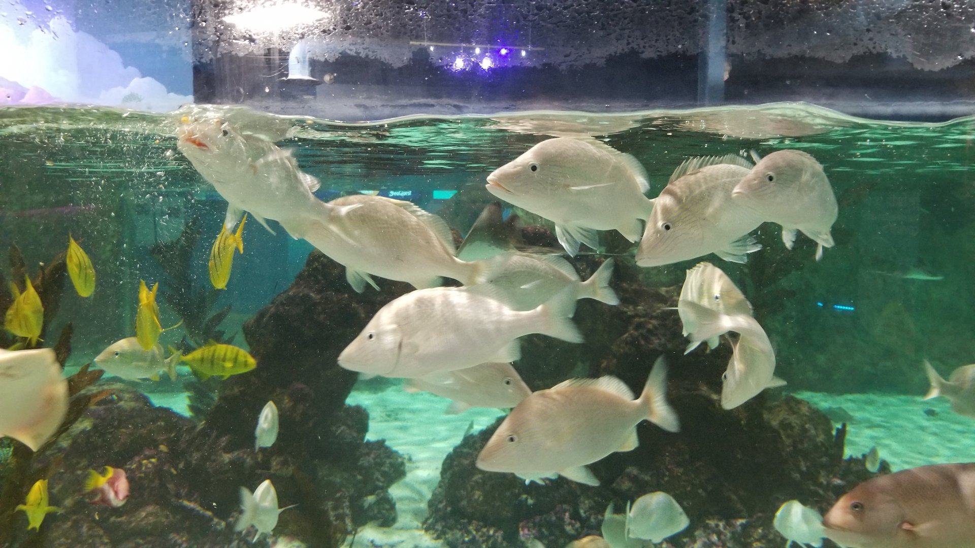 SeaQuest Woodbridge - Largest tank