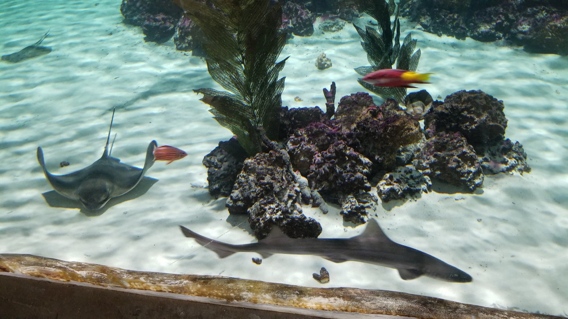 SeaQuest Woodbridge - Largest tank