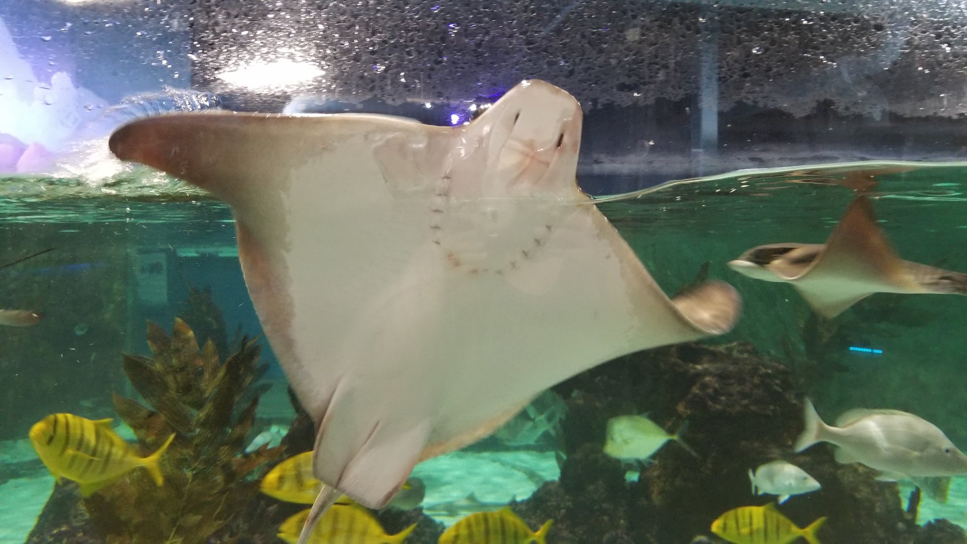 SeaQuest Woodbridge - Largest tank