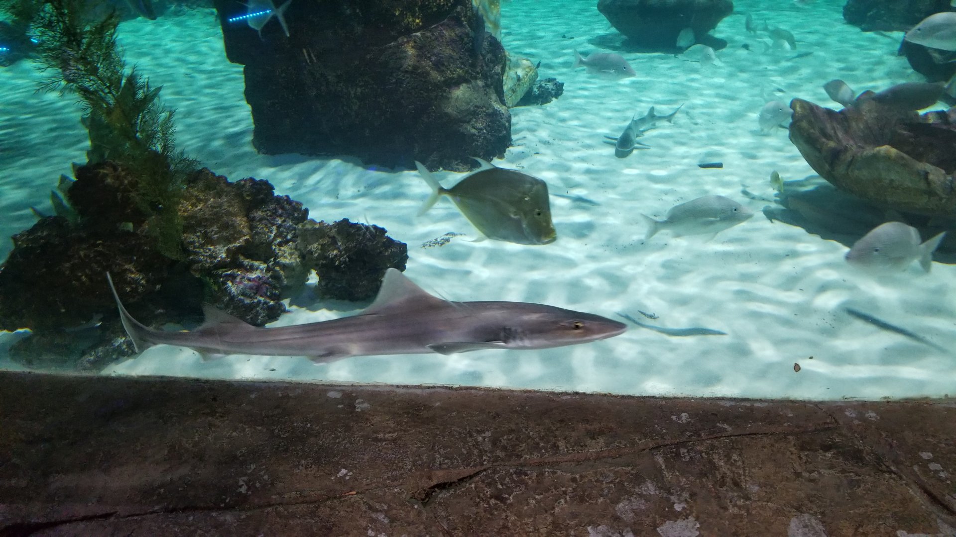 SeaQuest Woodbridge - Largest tank