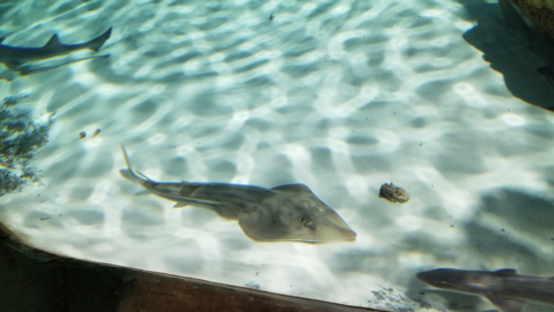 SeaQuest Woodbridge - Largest tank