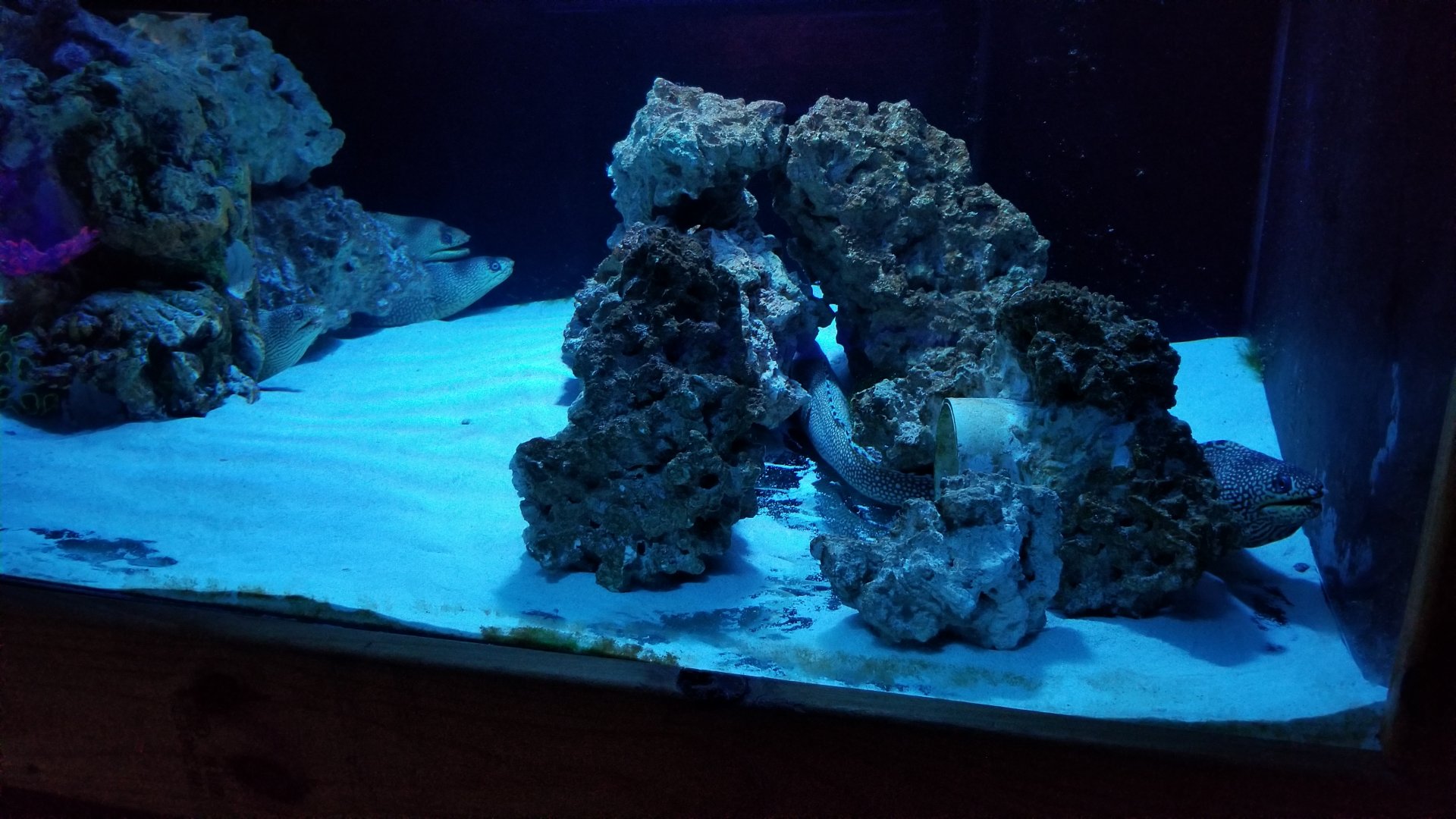 SeaQuest Woodbridge - Lionfish and eels tank.. so many eels!