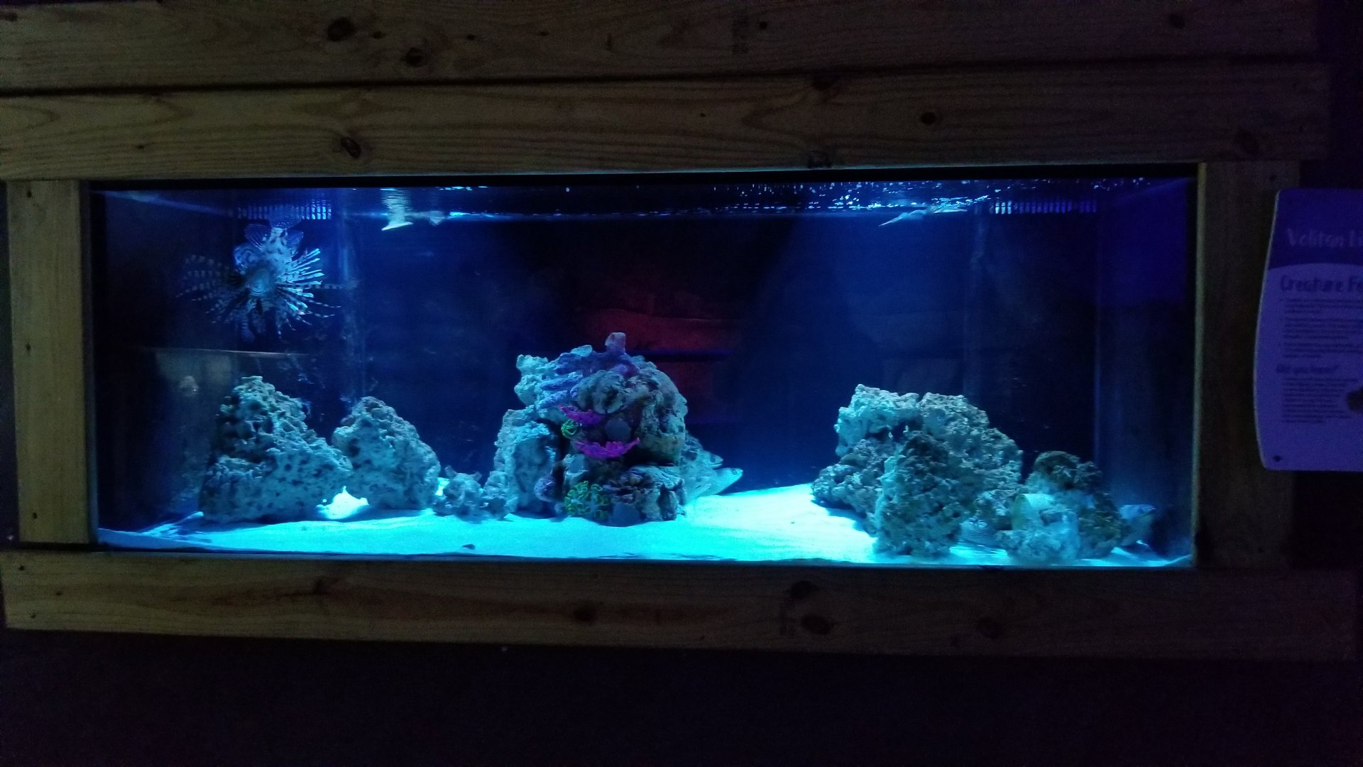 SeaQuest Woodbridge - Lionfish and eels tank