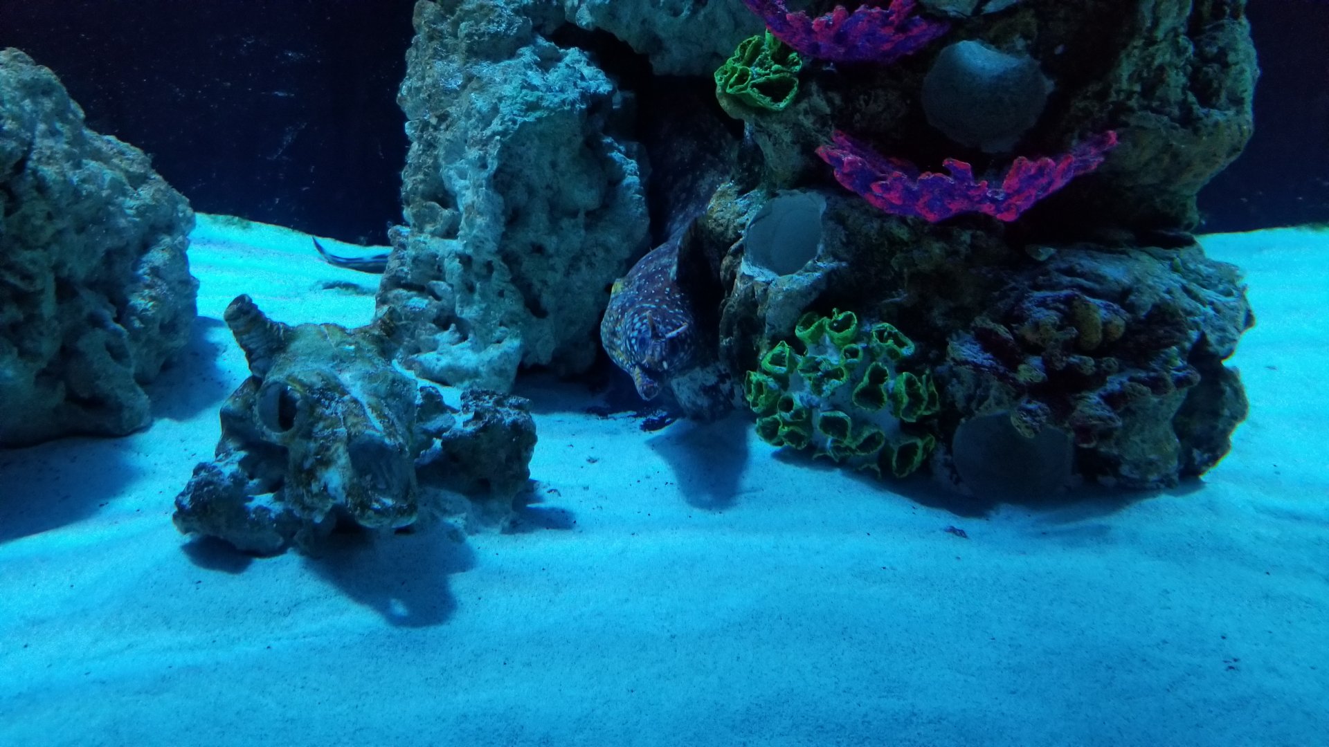 SeaQuest Woodbridge - Lionfish and eels tank