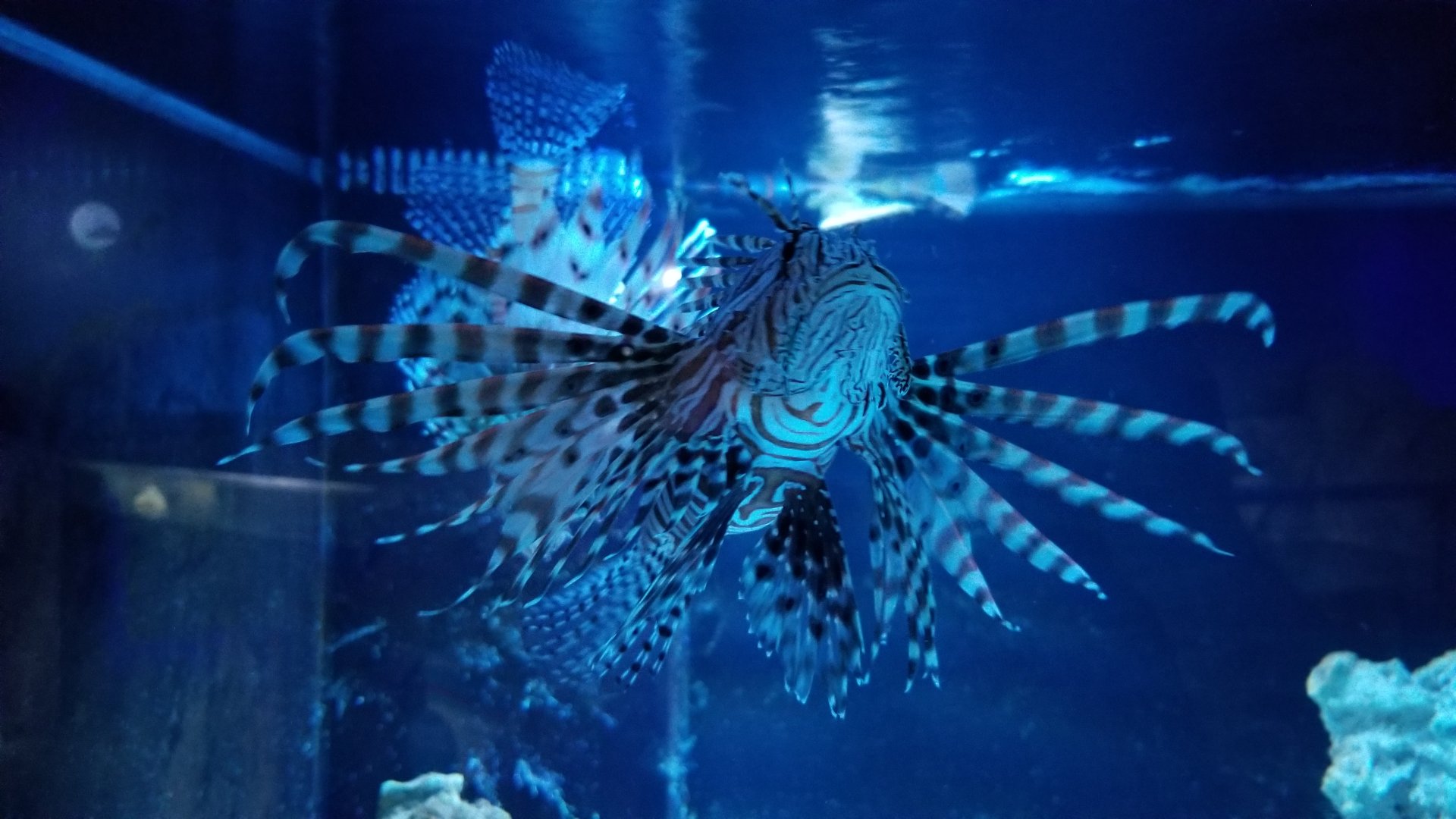 SeaQuest Woodbridge - Lionfish and eels tank