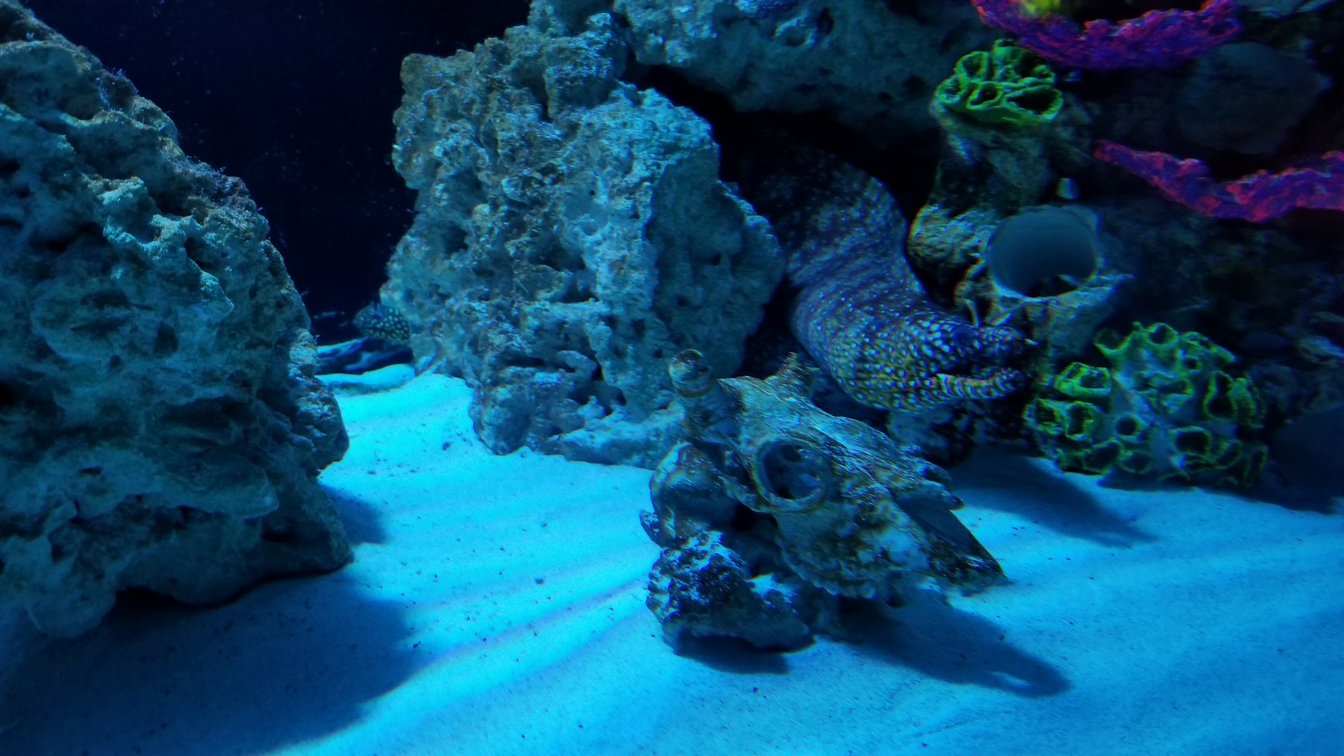 SeaQuest Woodbridge - Lionfish and eels tank