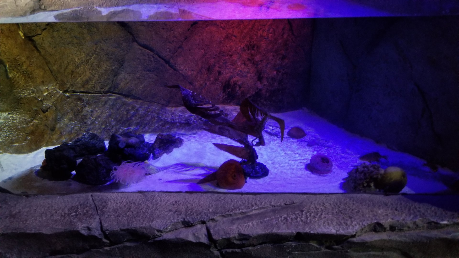 SeaQuest Woodbridge - Lobster? tank