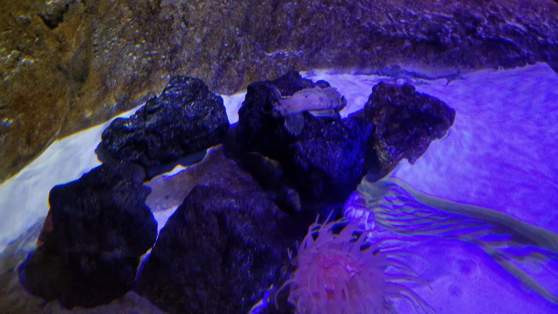 SeaQuest Woodbridge - Lobster? tank