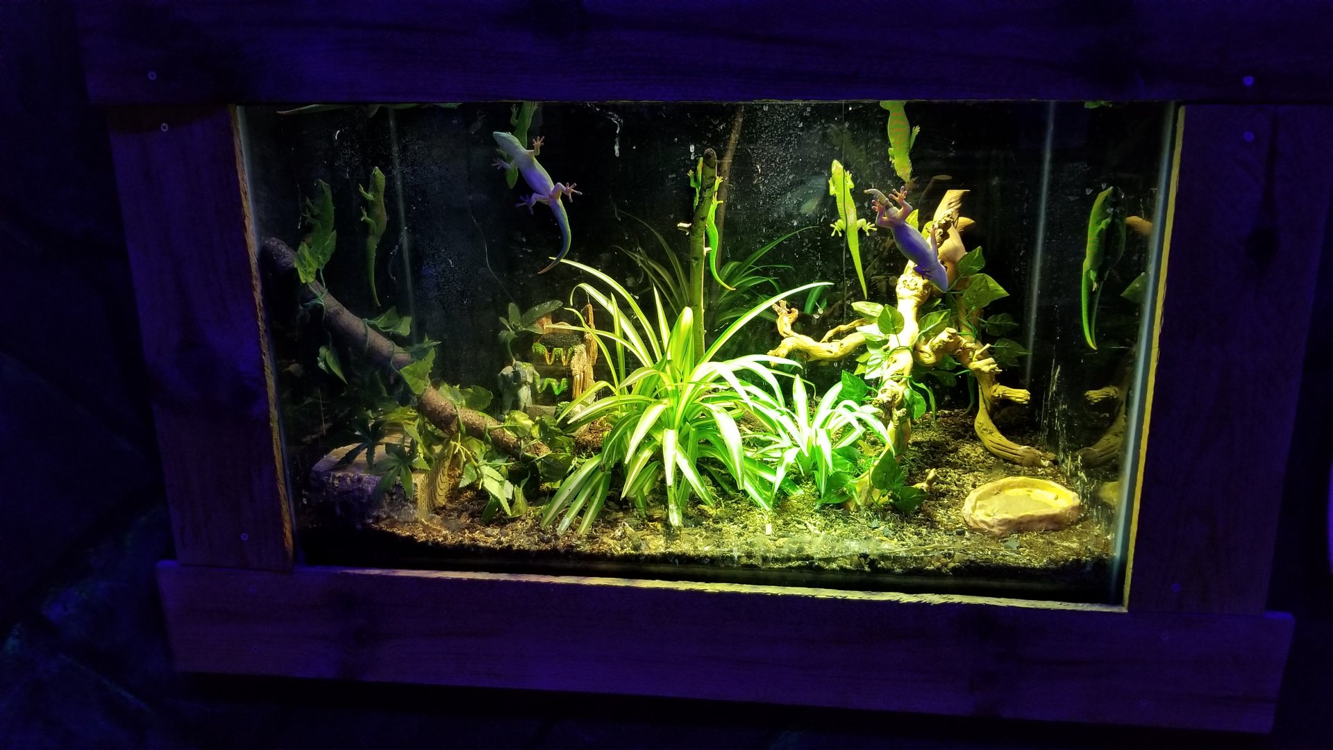 SeaQuest Woodbridge - Madagascar day gecko