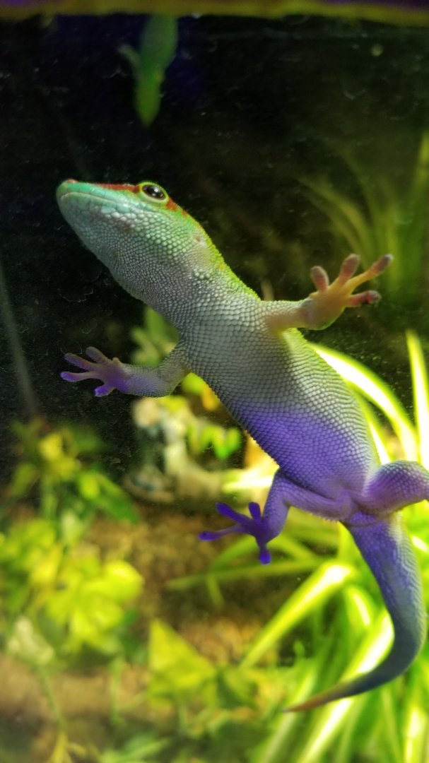 SeaQuest Woodbridge - Madagascar day gecko