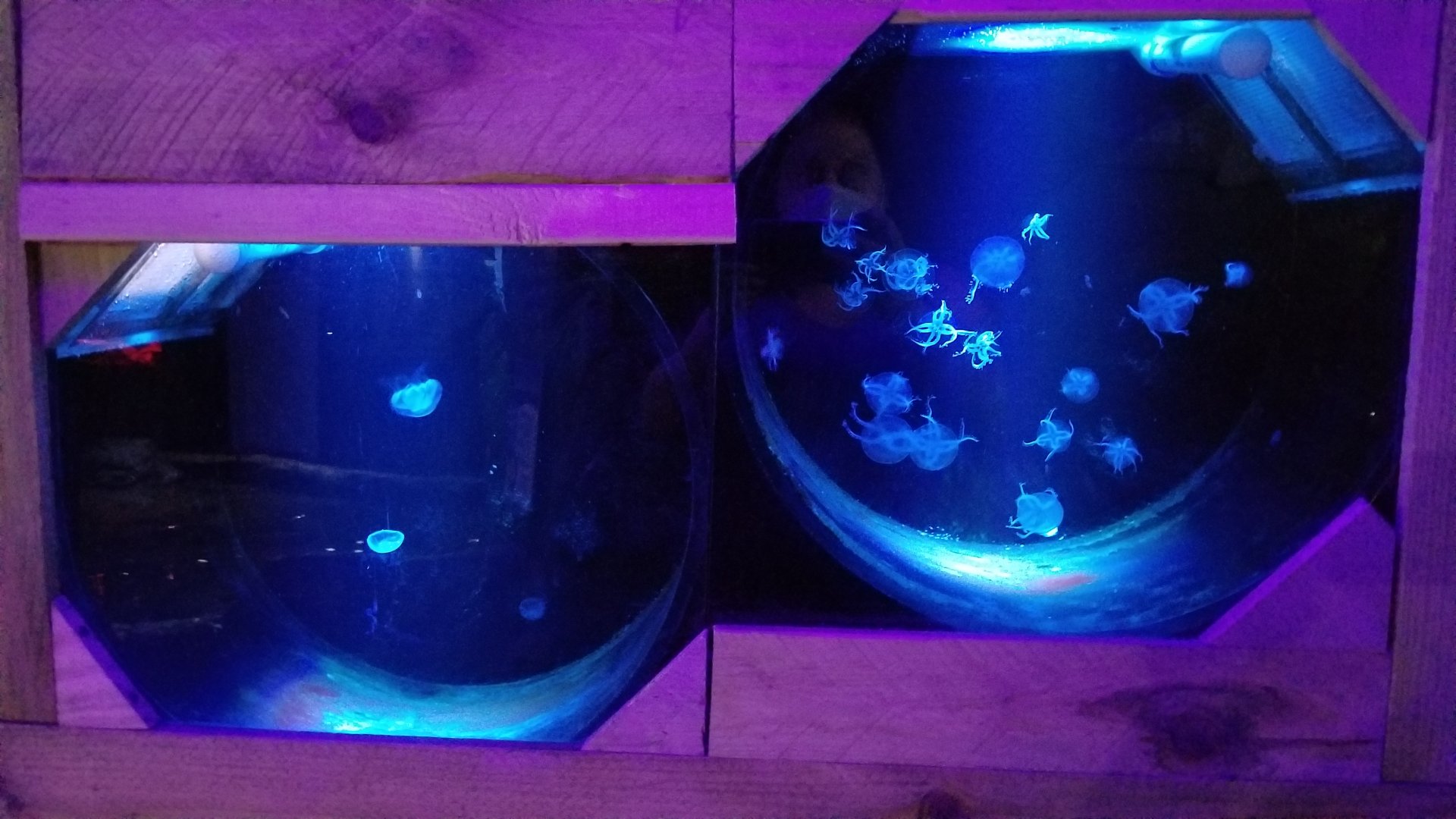 SeaQuest Woodbridge - Moon and upside down jellies