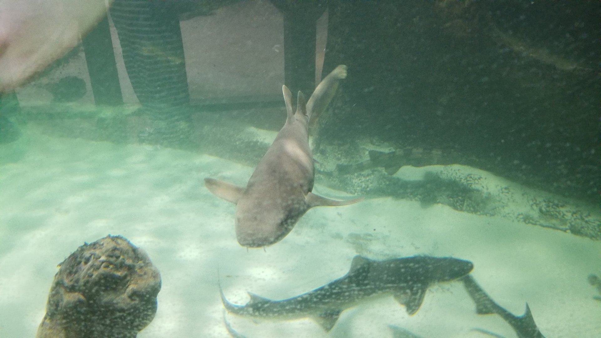 SeaQuest Woodbridge - Nurse shark, grey smoothound shark, white-spotted bamboo shark