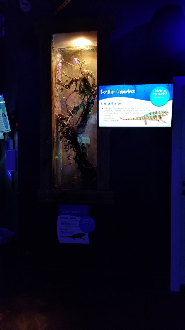 SeaQuest Woodbridge - Panther chameleon