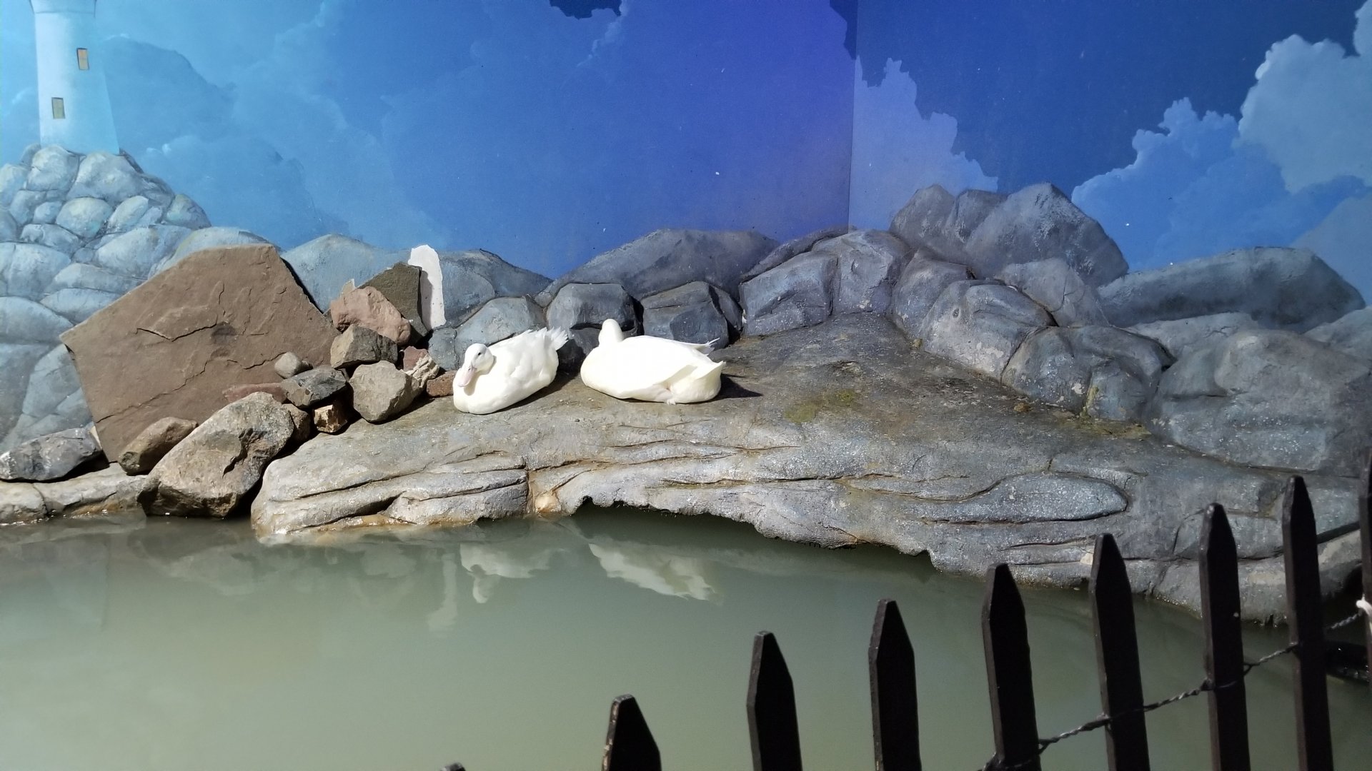 SeaQuest Woodbridge - Pekin ducks