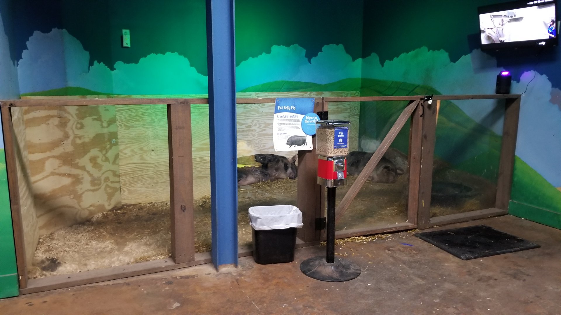 SeaQuest Woodbridge - Pigs