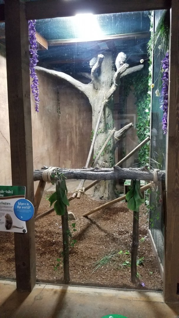 SeaQuest Woodbridge - Prehensile-tailed porcupines, left of budgies