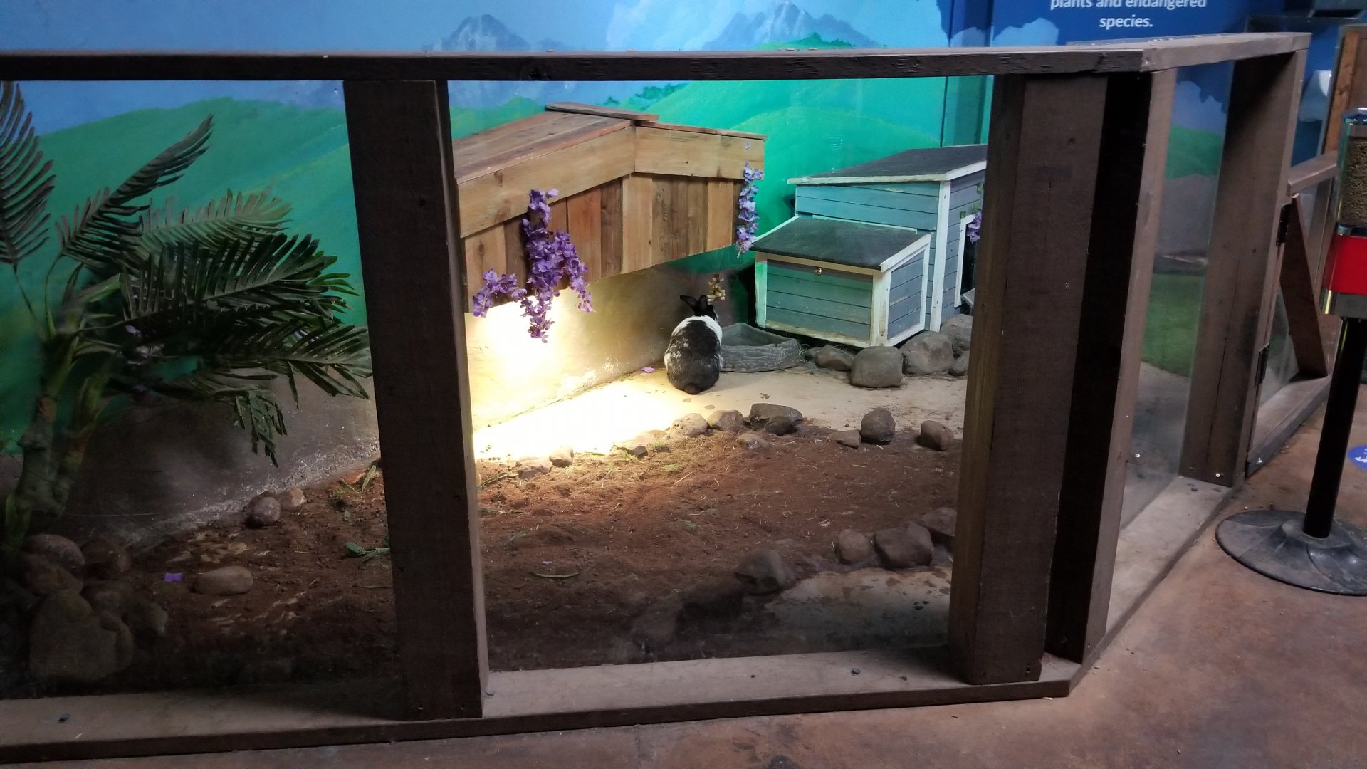 SeaQuest Woodbridge - Rabbits