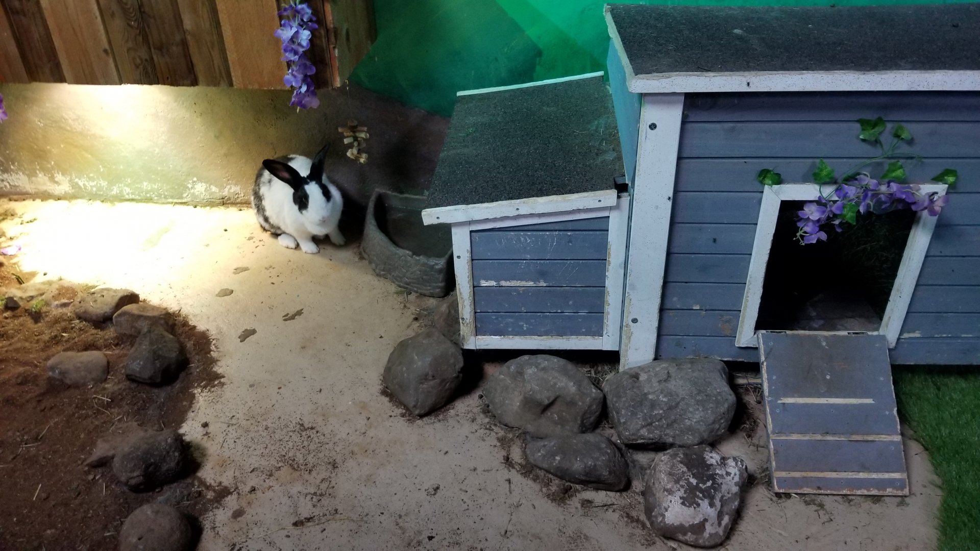 SeaQuest Woodbridge - Rabbits