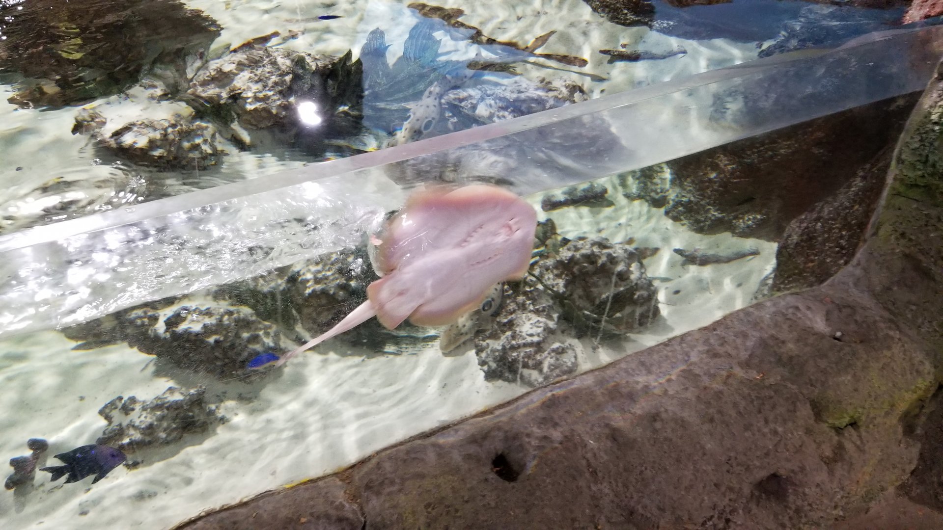 SeaQuest Woodbridge - ray species?