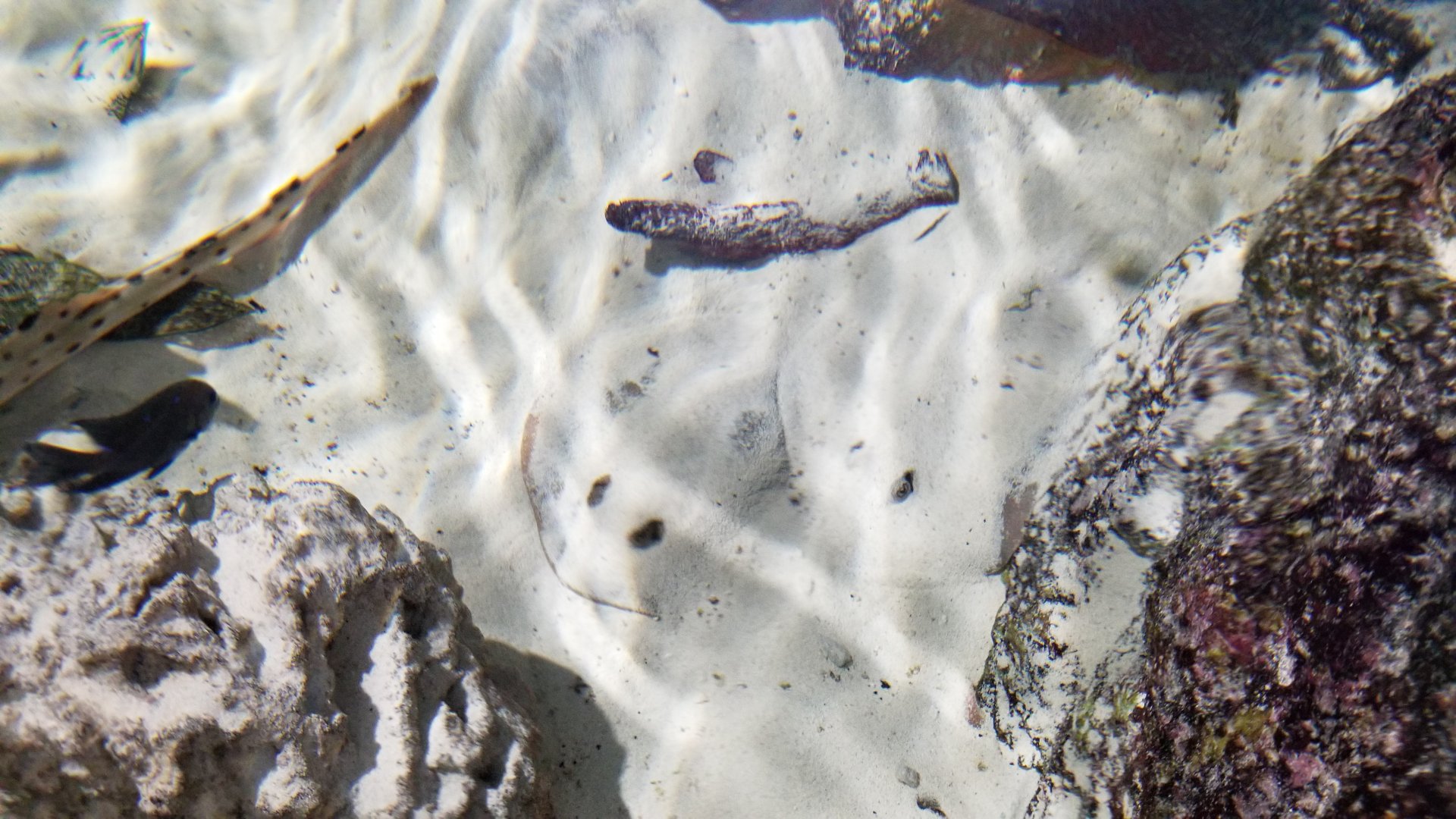 SeaQuest Woodbridge - Rays